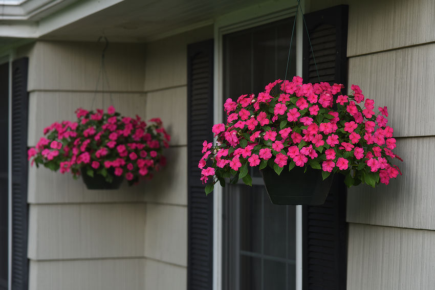 Photo of Beacon® impatiens in hanging baskets
