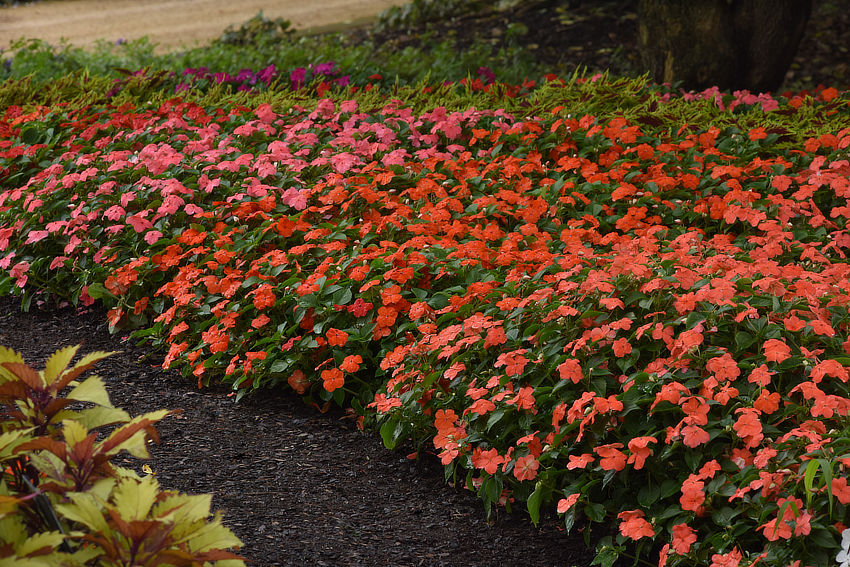 Photo of Beacon® impatiens in landscape