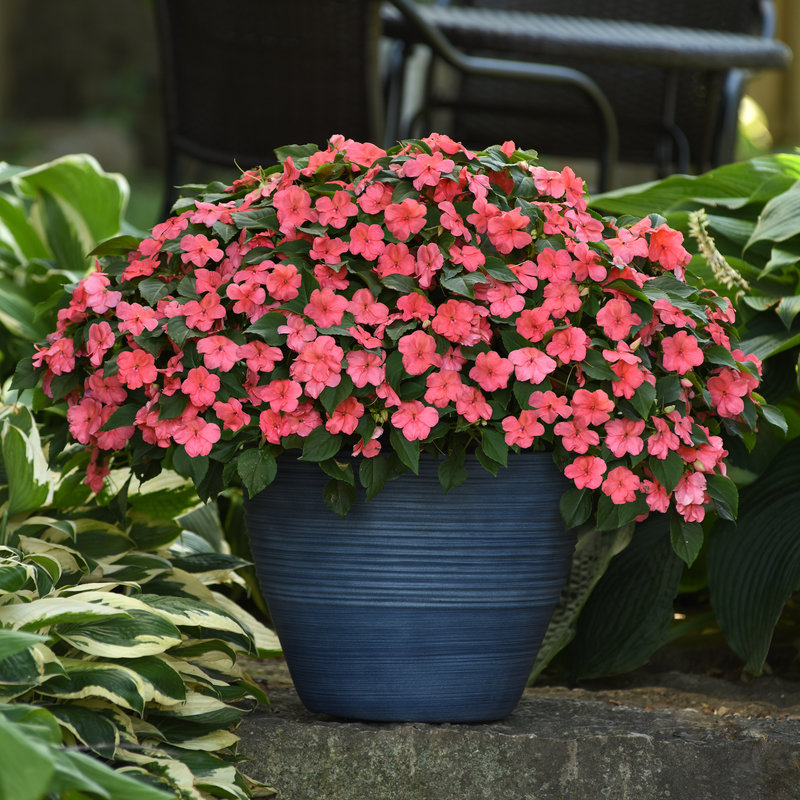 Photo of Coral Beacon® impatiens