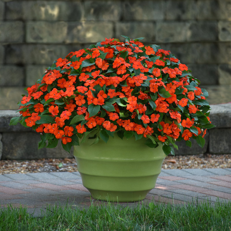 Photo of Orange Beacon® impatiens 