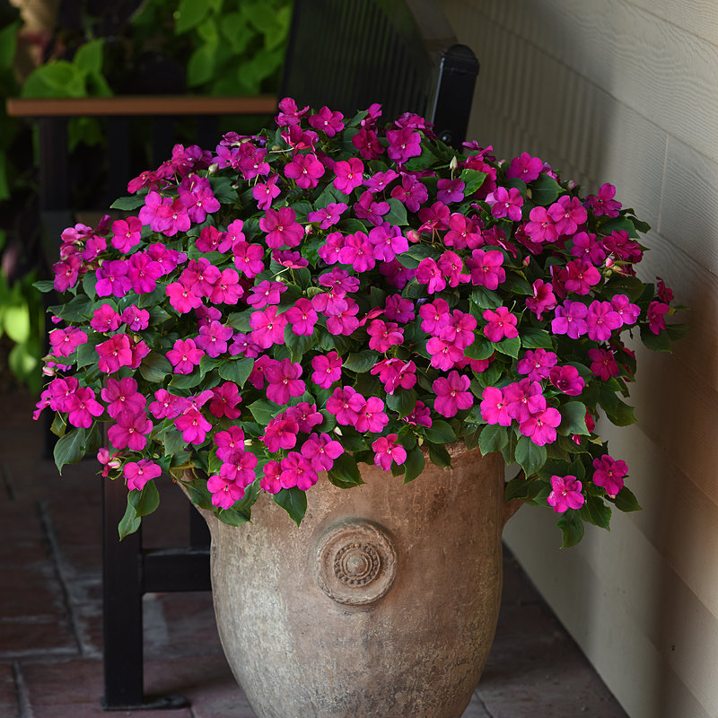 Photo of Violet Shades Beacon® impatiens