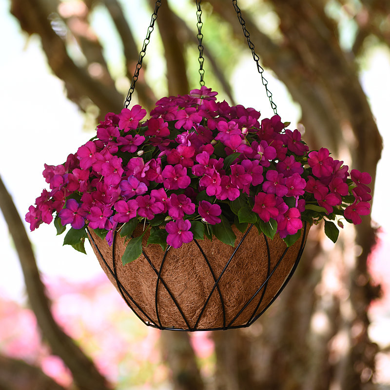 Photo of Violet Shades Beacon® impatiens in hanging basket