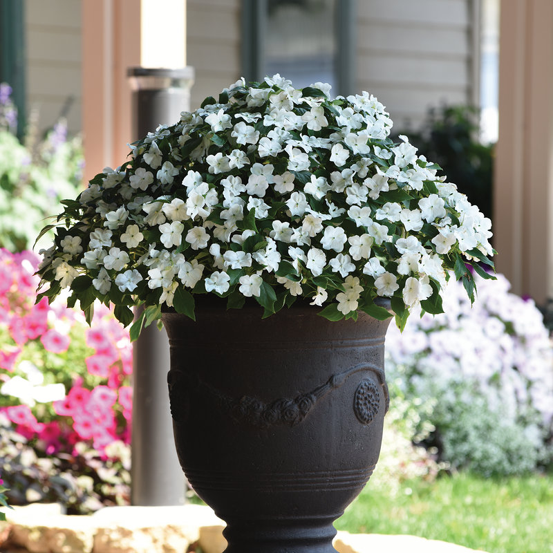 Photo of White Beacon® impatiens