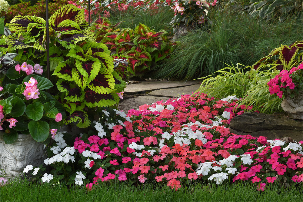 Beacon® impatiens in the garden